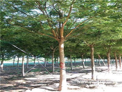 槐樹的園林應用和用途